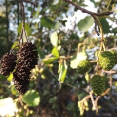 Alnus glutinosa at Yarralumla, ACT - 9 Mar 2016