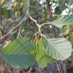 Alnus glutinosa at Yarralumla, ACT - 9 Mar 2016