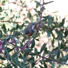 Acanthorhynchus tenuirostris (Eastern Spinebill) at Hackett, ACT - 8 Mar 2015 by petersan