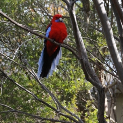 Platycercus elegans (Crimson Rosella) at Hackett, ACT - 17 Jun 2014 by petersan