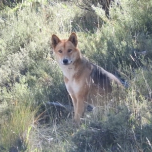 Canis lupus at Rendezvous Creek, ACT - 2 May 2016 12:08 PM