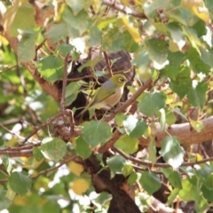 Zosterops lateralis (Silvereye) at Hackett, ACT - 15 Apr 2015 by petersan