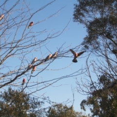 Eolophus roseicapilla (Galah) at Hackett, ACT - 4 Aug 2014 by petersan