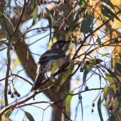 Anthochaera carunculata (Red Wattlebird) at Hackett, ACT - 16 Apr 2015 by petersan