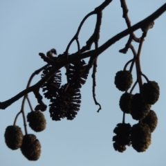 Alnus glutinosa (Black Alder) at Canberra Central, ACT - 16 May 2016 by michaelb