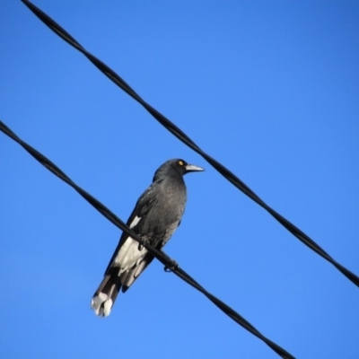 Strepera graculina (Pied Currawong) at Hackett, ACT - 15 Apr 2015 by petersan