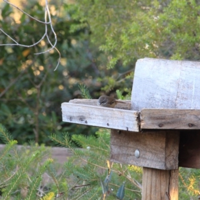 Sericornis frontalis (White-browed Scrubwren) at Hackett, ACT - 5 Jun 2015 by petersan