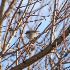 Malurus cyaneus (Superb Fairywren) at Hackett, ACT - 12 Jun 2015 by petersan