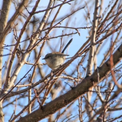 Malurus cyaneus (Superb Fairywren) at Hackett, ACT - 13 Jun 2015 by petersan