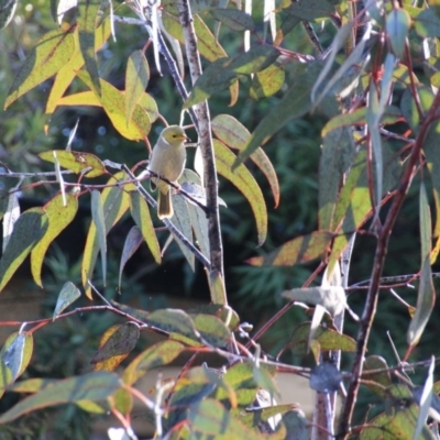 Ptilotula penicillata (White-plumed Honeyeater) at Hackett, ACT - 13 Jun 2015 by petersan