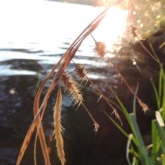 Carex fascicularis at Canberra Central, ACT - 16 May 2016 06:04 PM