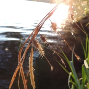 Carex fascicularis at Canberra Central, ACT - 16 May 2016 06:04 PM