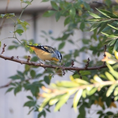 Pardalotus punctatus (Spotted Pardalote) at Hackett, ACT - 13 Jun 2015 by petersan