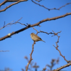 Passer domesticus at Hackett, ACT - 13 Jun 2015 09:35 AM