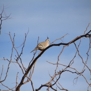 Ocyphaps lophotes at Hackett, ACT - 13 Jun 2015 03:10 PM