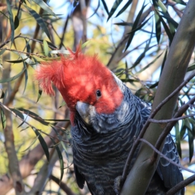 Callocephalon fimbriatum (Gang-gang Cockatoo) at Hackett, ACT - 30 Jul 2015 by petersan