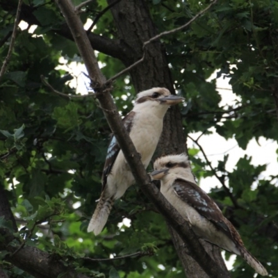 Dacelo novaeguineae (Laughing Kookaburra) at Hackett, ACT - 1 Dec 2015 by petersan