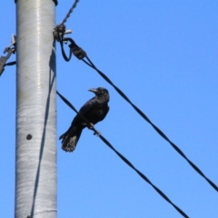 Corvus coronoides at Hackett, ACT - 18 Dec 2015 by petersan