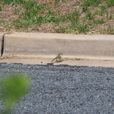 Acanthiza chrysorrhoa (Yellow-rumped Thornbill) at Hackett, ACT - 6 Feb 2016 by petersan