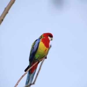 Platycercus eximius at Hackett, ACT - 12 Aug 2015