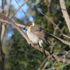 Cracticus torquatus (Grey Butcherbird) at Hackett, ACT - 17 Aug 2015 by petersan