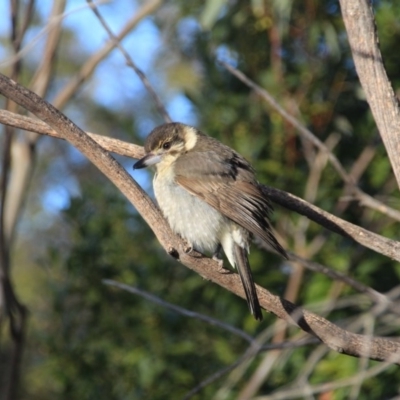 Cracticus torquatus (Grey Butcherbird) at Hackett, ACT - 17 Aug 2015 by petersan