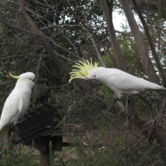 Cacatua galerita (Sulphur-crested Cockatoo) at Hackett, ACT - 12 Jul 2012 by petersan