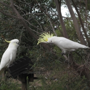 Cacatua galerita at Hackett, ACT - 12 Jul 2012 02:29 PM