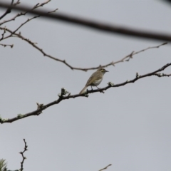 Caligavis chrysops (Yellow-faced Honeyeater) at Hackett, ACT - 22 Sep 2015 by petersan