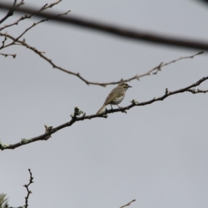 Caligavis chrysops at Hackett, ACT - 22 Sep 2015