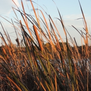 Typha orientalis at Canberra Central, ACT - 16 May 2016