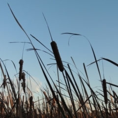 Typha orientalis at Canberra Central, ACT - 16 May 2016