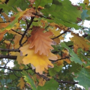 Quercus robur at Canberra Central, ACT - 16 May 2016