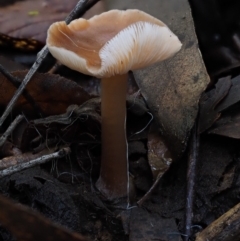 Unidentified at Namadgi National Park - 18 May 2016 by KenT