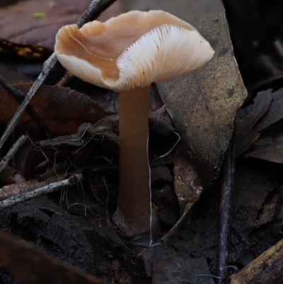 Unidentified at Namadgi National Park - 18 May 2016 by KenT