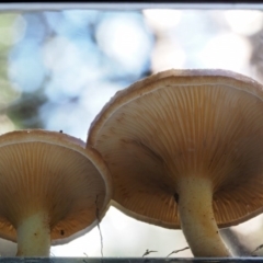 Austropaxillus sp. at Cotter River, ACT - 18 May 2016