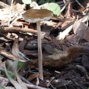 Oudemansiella gigaspora group at Cotter River, ACT - 18 May 2016