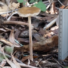 Oudemansiella gigaspora group at Cotter River, ACT - 18 May 2016