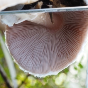 Agaricus sp. at Cotter River, ACT - 18 May 2016