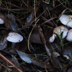 Cortinarius sp. - lilac, blue(ish), purple(ish) at Namadgi National Park - 18 May 2016