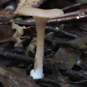 Clitocybe s. l. at Cotter River, ACT - 18 May 2016