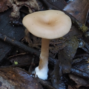 Clitocybe s. l. at Cotter River, ACT - 18 May 2016