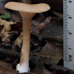 Clitocybe s. l. at Cotter River, ACT - 18 May 2016