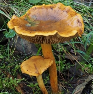 Cortinarius sp. at Cotter River, ACT - 18 May 2016