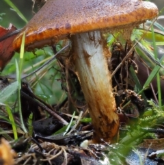 Cortinarius sp. at Cotter River, ACT - 18 May 2016