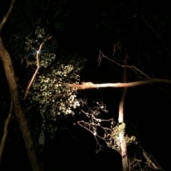 Pseudocheirus peregrinus (Common Ringtail Possum) at Belconnen, ACT - 17 May 2016 by patrickharvey