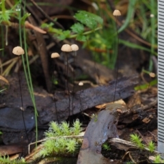 Marasmius crinisequi at Uriarra Village, ACT - 18 May 2016 11:13 AM