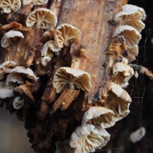 Marasmiellus affixus at Uriarra Village, ACT - 18 May 2016 10:31 AM