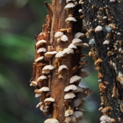 Marasmiellus affixus at Uriarra Village, ACT - 18 May 2016 10:31 AM