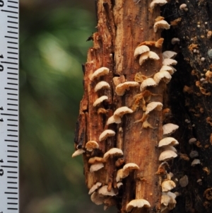 Marasmiellus affixus at Uriarra Village, ACT - 18 May 2016 10:31 AM